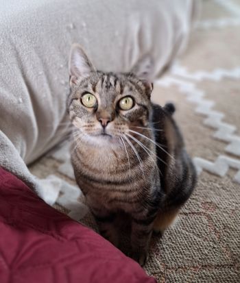 Avis client de Any M. pour du pet sitting