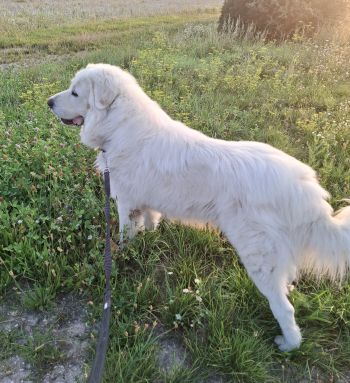 Avis client de Laurent V. pour du pet sitting