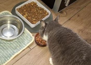 Avis client de Christelle R. pour du pet sitting