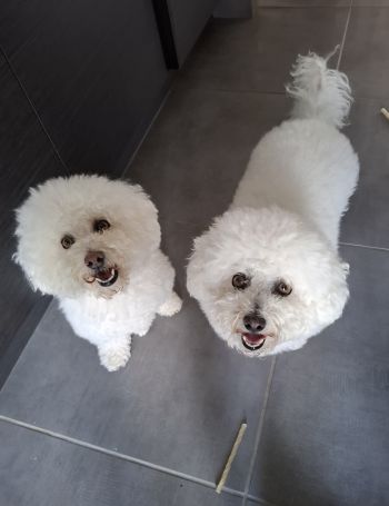 Avis client de Reynald. G pour du pet sitting