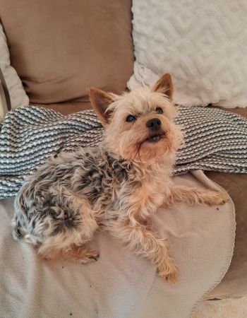 Avis client de Jess. Cm pour du pet sitting