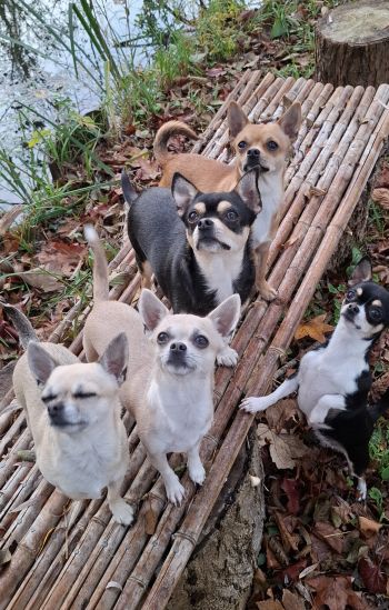 Avis client de Philippe. A pour du pet sitting