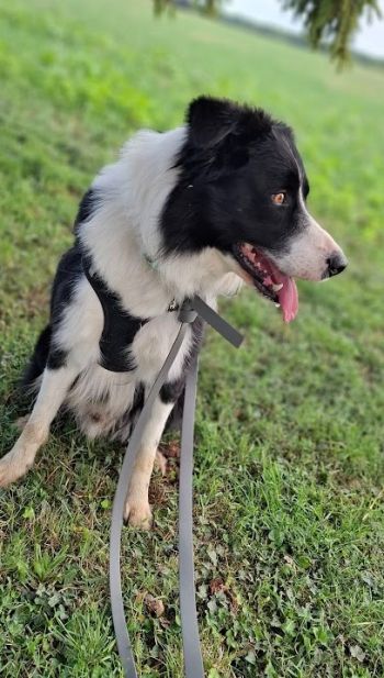 Avis client de Sabrina. D pour du pet sitting