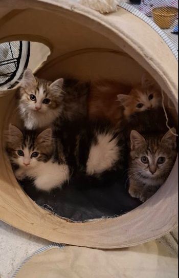 Avis client de Christophe. G pour du pet sitting