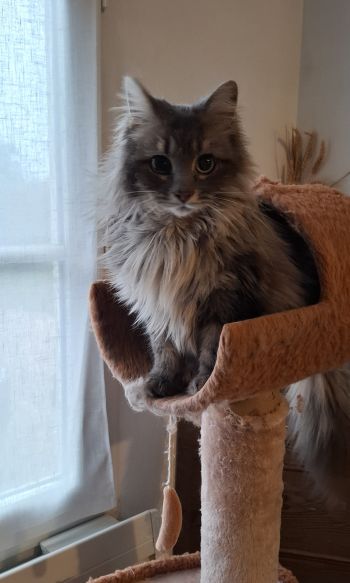 Avis client de Stéphanie et Luc  R. pour du pet sitting