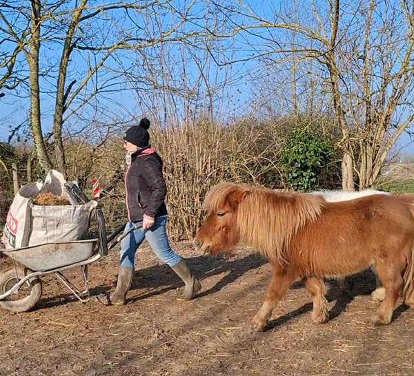 Je m'occupe de votre cheval, poney ou âne en votre absence