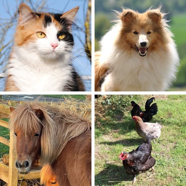 Pet sitting, balades canine et garde de nuit pour vos animaux dans le Loiret et la Seine et Marne